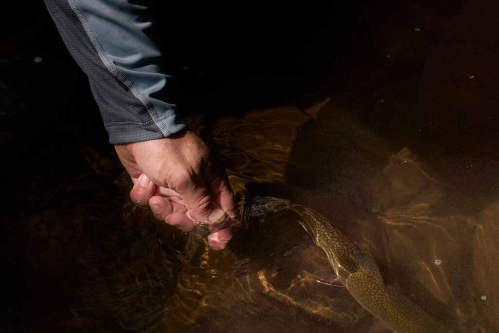 Angler releasing brook trout