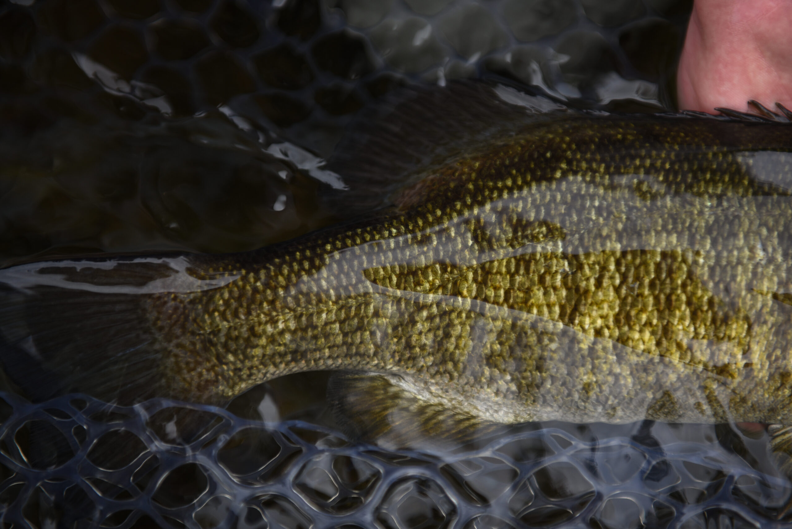 Up close shot of a small mouth bass