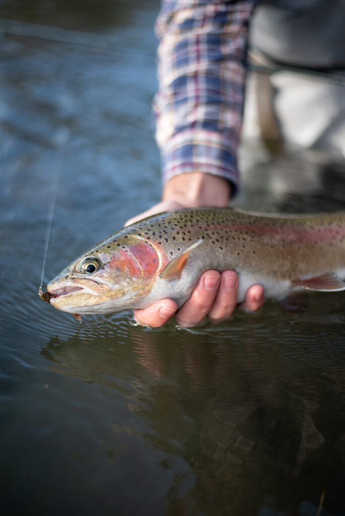 Rainbow trout caught on a trout spey