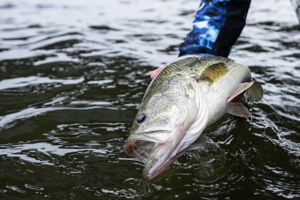 Carolina rig for tough winter bass fishing 