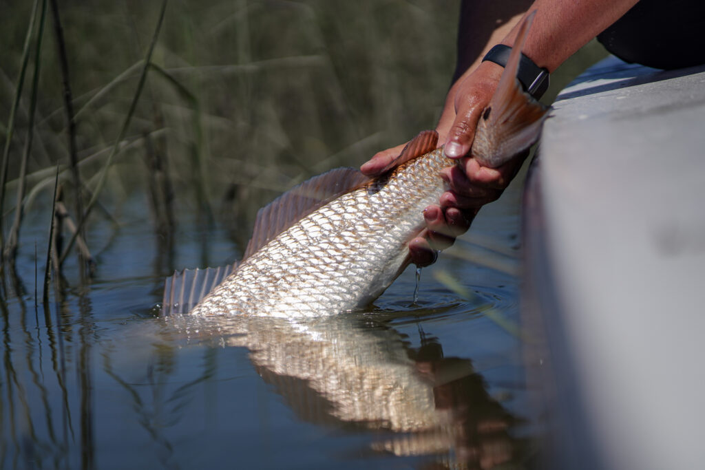 Angler releasing a redfish
