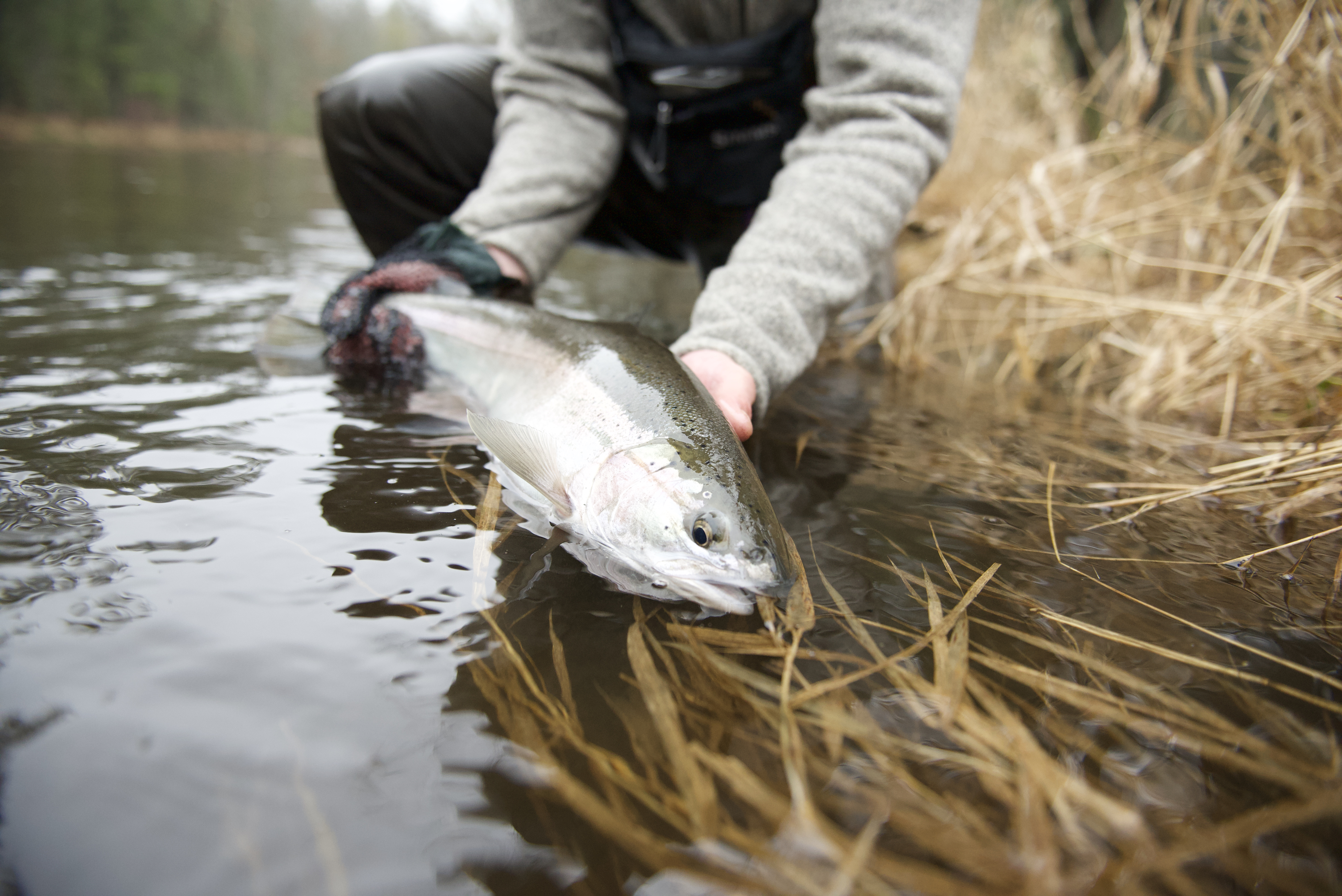 Centerpin Fishing for Steelhead