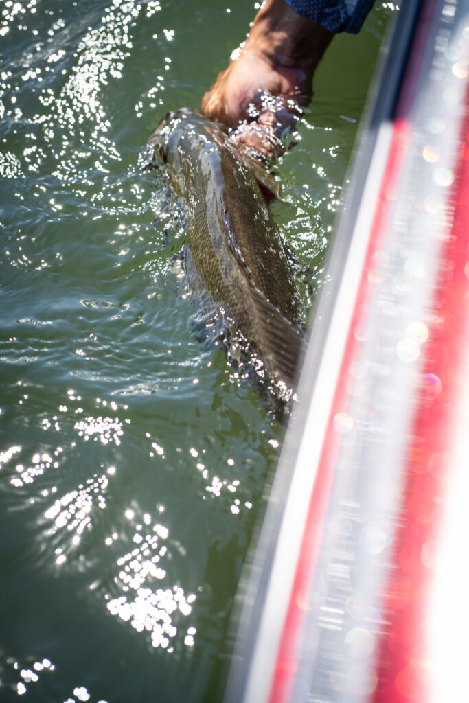 Angler releasing a smallmouth bass
