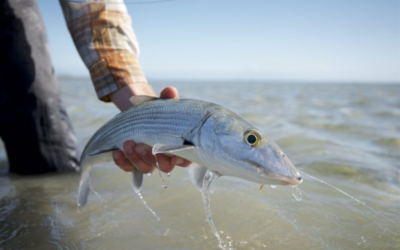 Ultimate Guide to Fly Fishing for Bonefish: Tips, Gear, and Techniques for Success  