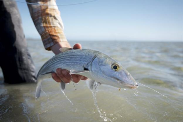 Ultimate Guide to Fly Fishing for Bonefish: Tips, Gear, and Techniques for Success  