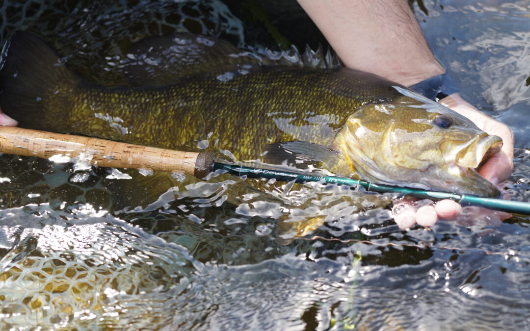 Choosing The Best Lure Colors For Every Water Condition