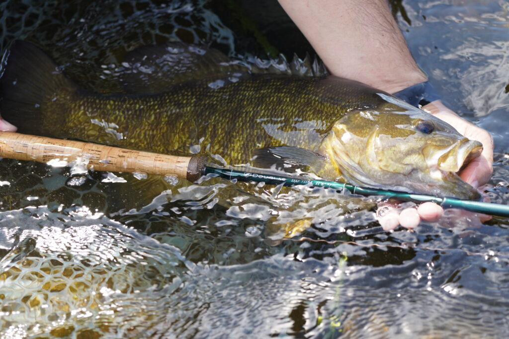 Smallmouth Bass