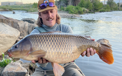 The Carp Challenge: Why More Fly Anglers Are Chasing Carp 