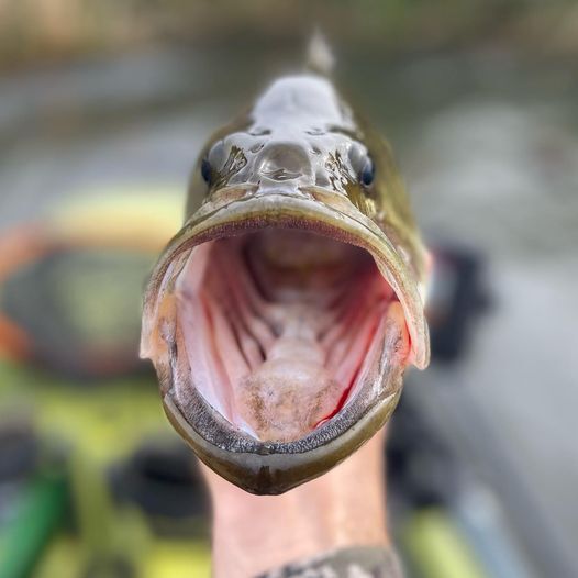 large mouth bass in hand