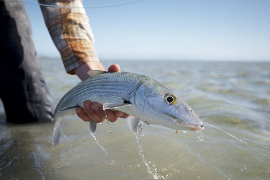 Fly Tying the Bonefish Junk - Fly Fisherman