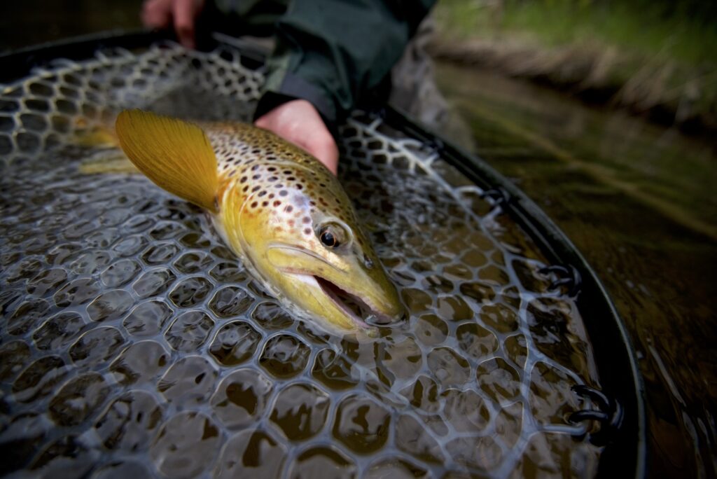 A beautiful brown trout being held in a net