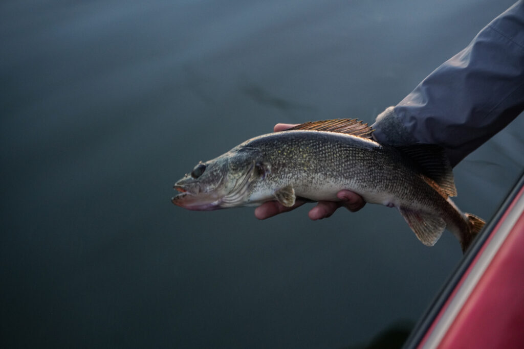 Angler holding a walleye above the water