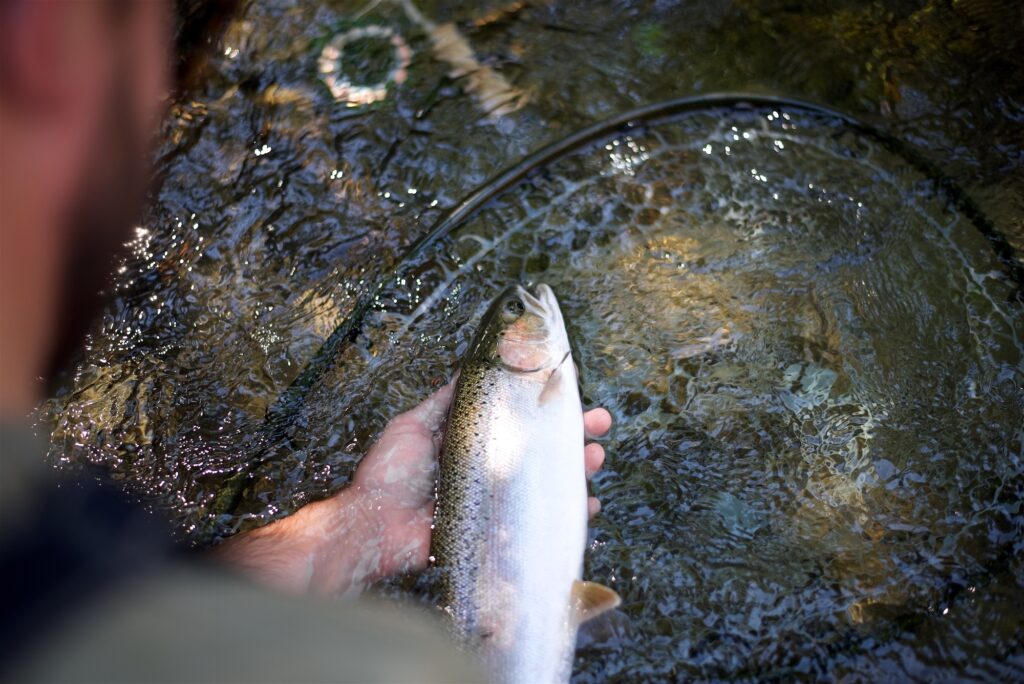 Summer Steelhead  Fly Fishing for Summer Steelhead