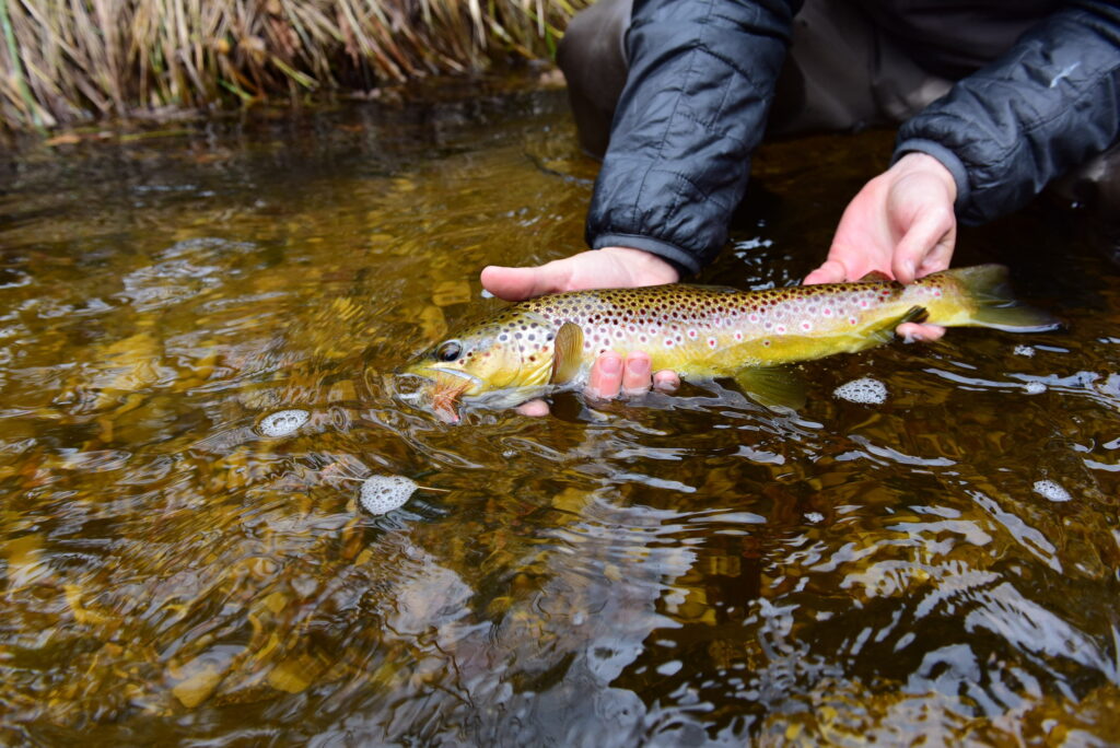 Fall Fly Fishing Invasion in North Carolina - Mac Brown Fly Fish