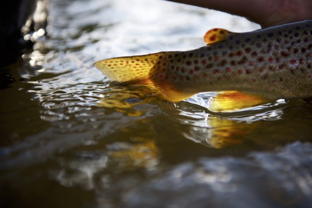 Fly Fish Warm Days for Early Season Brook Trout