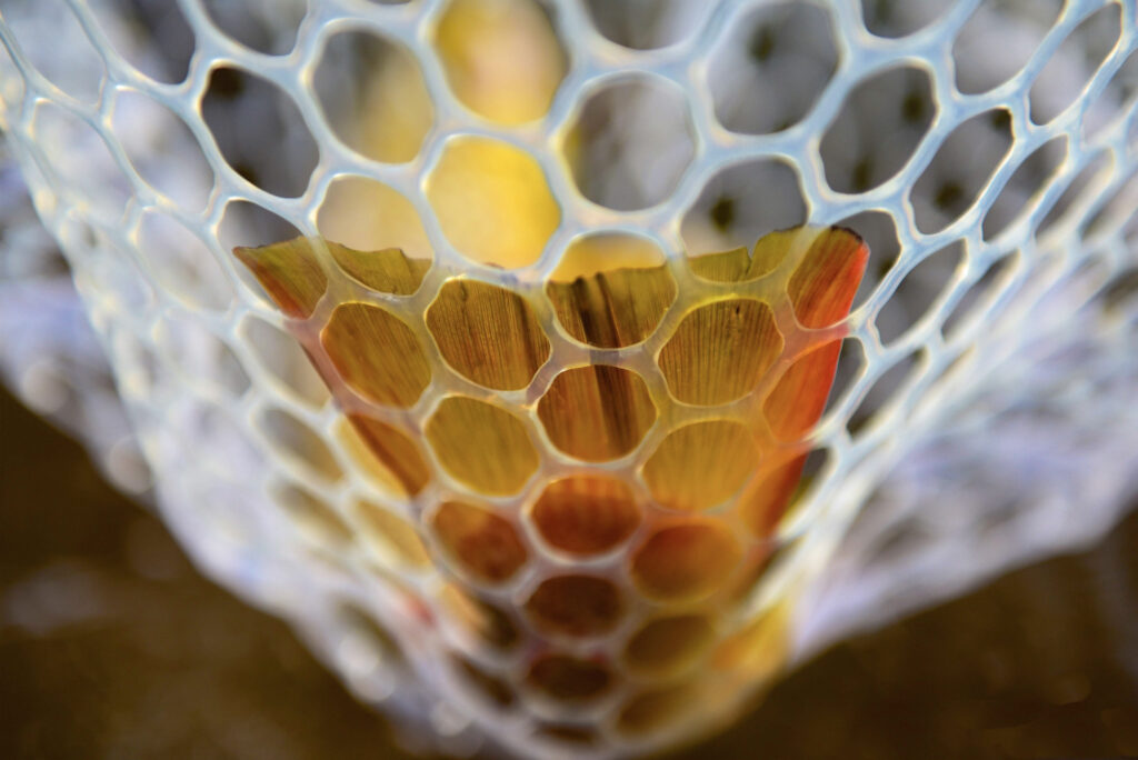 brown trout in net