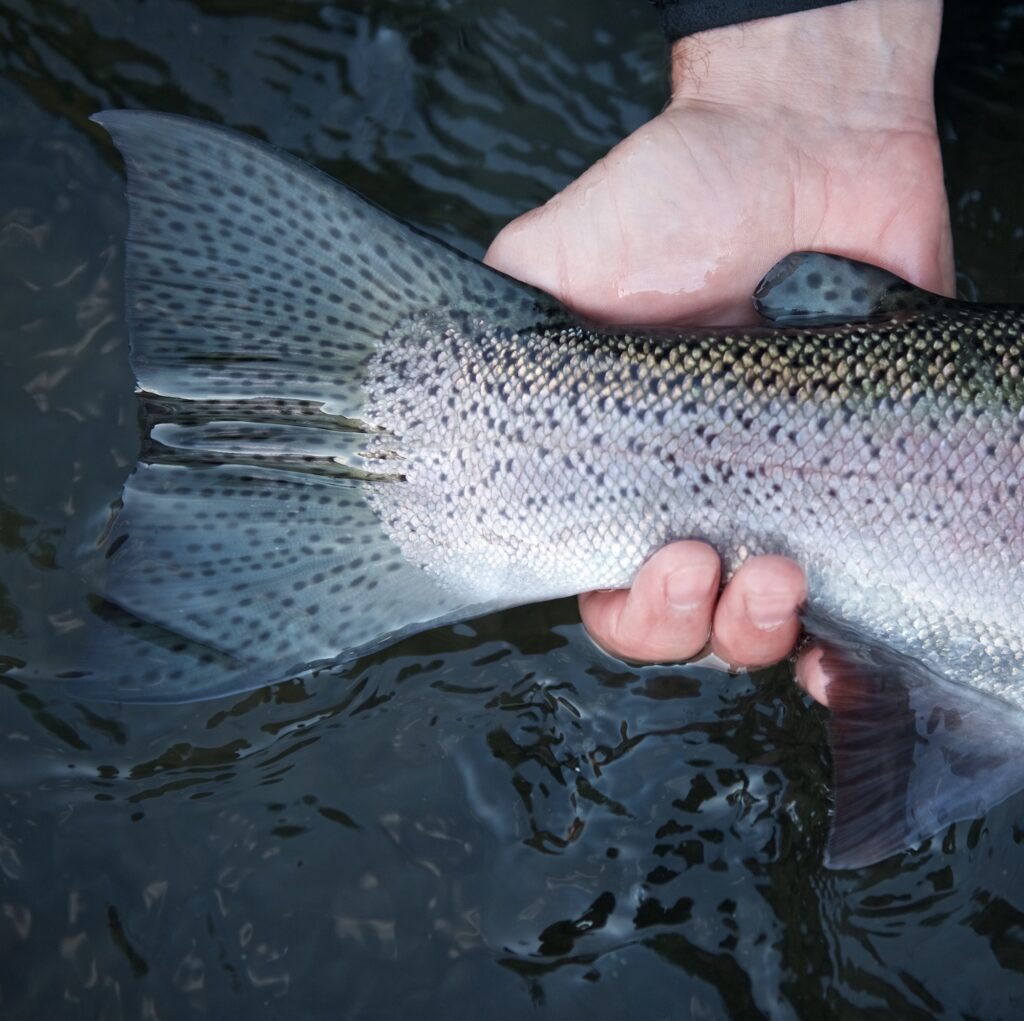 Summer Steelhead  Fly Fishing for Summer Steelhead