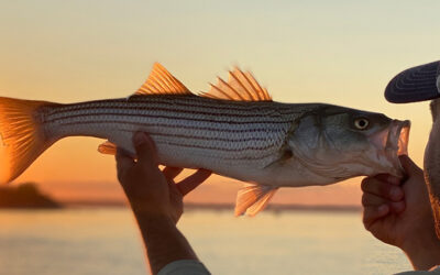 Striper Fishing Tips – How to Fish for Stripers