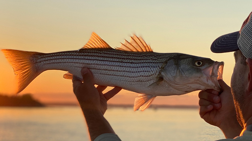 Douglas Outdoors 5 Tips To Catch More Stripers