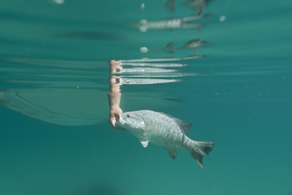 Premium Photo  Fishing, float under water and fish