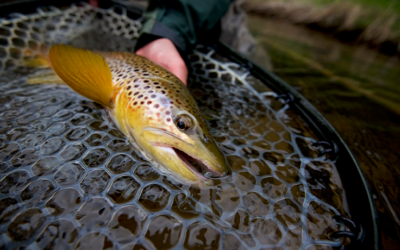 How to Tell What Trout Are Feeding On