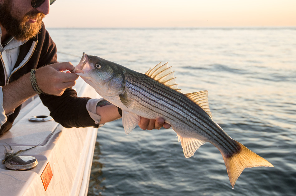 Catching Stripers Under the Sun - On The Water